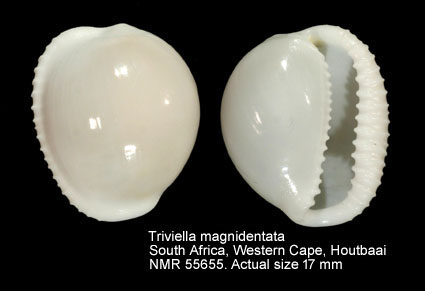 Triviella magnidentata (3).jpg - Triviella magnidentata (Liltved,1986)